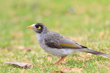 Noisy Miner  in Royal N P, NSW, Australia