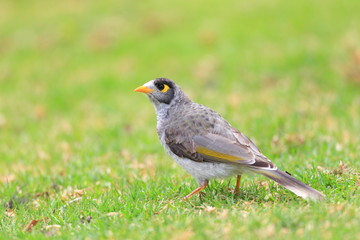 Noisy Miner   in Royal N P, NSW, Australia