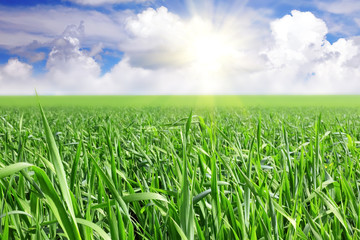 Obraz premium Green grass, the blue sky and white clouds