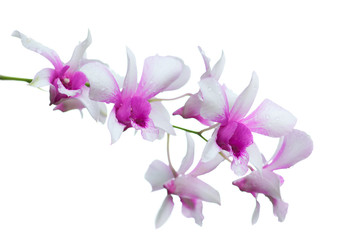 Obraz premium orchid