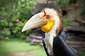 Male Hornbill in nature surrounding on Bali