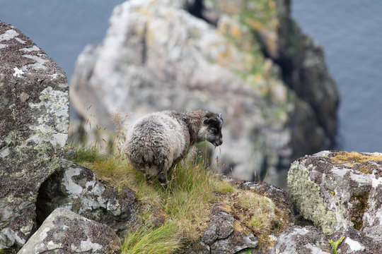 Bergschaf auf Klippe in Norwegen