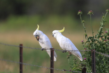 Sulphur Crested Cockatoo  Cacatua galerita