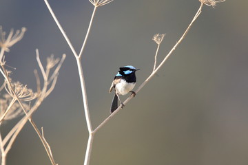 Superb Fairywren  in NSW,Australia
