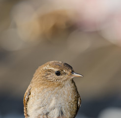 Scricciolo