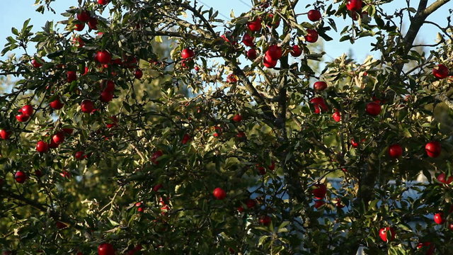 apple tree