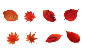 foglie rosse desktop