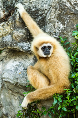 gibbon in chiangmai zoo chiangmai Thailand