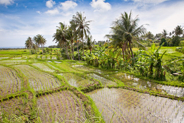 Obraz premium Panoramic view of Rice fields, Bali, Indonesia