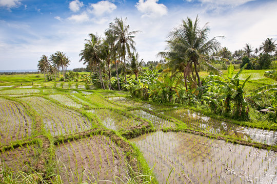 Panoramic view of Rice fields,  Bali, Indonesia