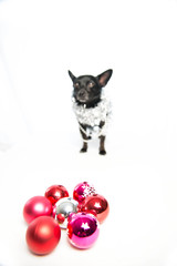 Fototapeta na wymiar Colored christmas balls shot with dog in studio on white backgro