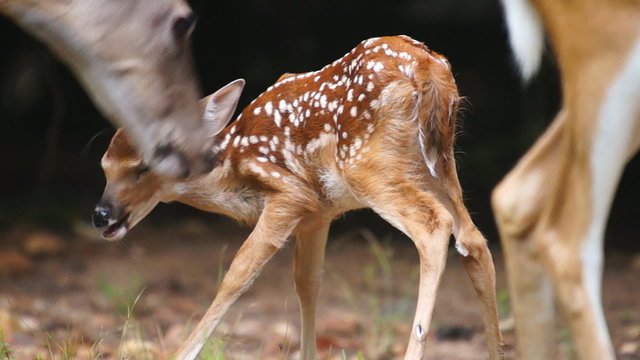 Whitetail Deer Fawn