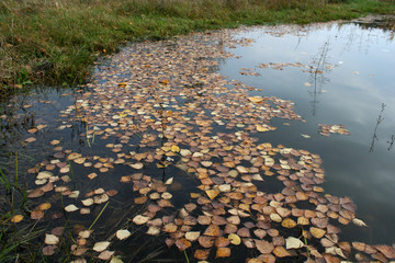 autumn pond