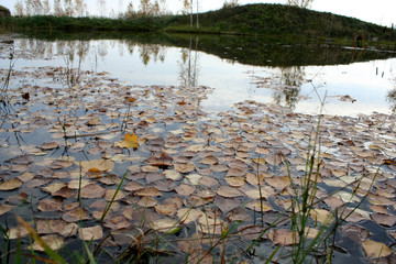pond yellow leaf