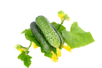 Fresh  cucumbers with yellow blossom cluster.