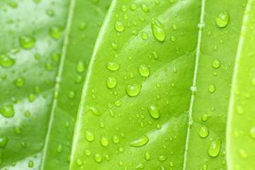 Green leaf