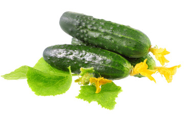 Fresh  cucumbers with yellow blossom cluster.