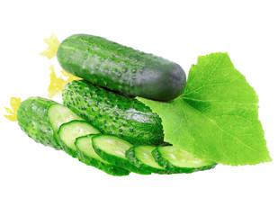Cutting cucumbers with yellow blossom cluster.