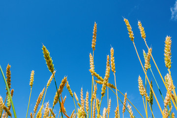 Fototapeta premium Wheat ears and blue sky
