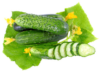 Cutting cucumbers with yellow blossom cluster.