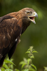 Fototapeta premium Golden Eagle (Aquila chrysaetos) Scottish Highlands