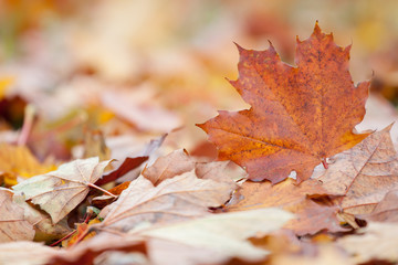 autumn maple leaf