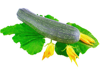 Black  vegetable marrow on white background.