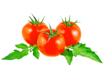 Lush tomatos with green leafs. Isolated