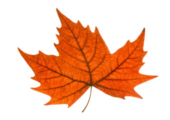 Naklejka na ściany i meble leaf autumn