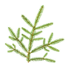 christmas tree branche