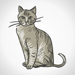 Cat Illustration