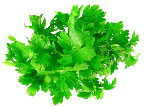 Fresh parsley on white background. Isolated