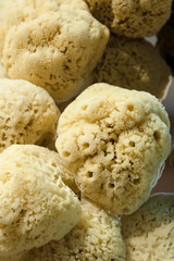 Natural dry porous bath sponge for body care