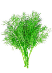 Bunch of dill on white background. Isolated