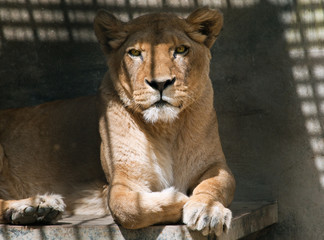 Fototapeta na wymiar lwica