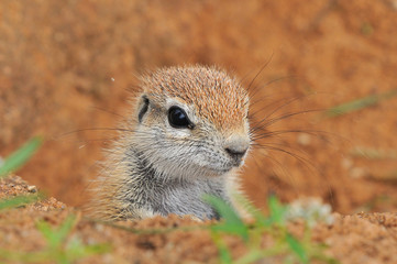 Naklejka na ściany i meble Cape Ground Squirrel