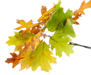 twig of oak with autumn yellow leaves, isolated on white