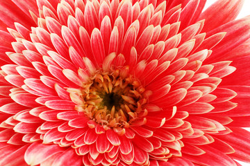 beautiful gerbera flower, close up