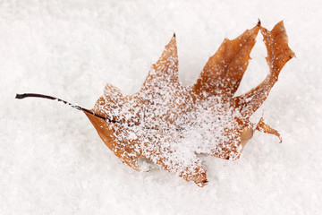 fallen leaf on snow