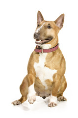 Beautiful female Bull terrier sitting and lifting a paw.