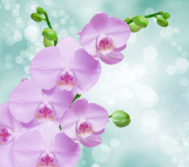 Close up of orchid flower