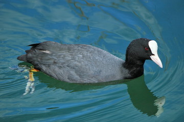 Coot on water