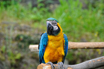 ルリコンゴウインコ