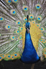 Obraz premium 孔雀