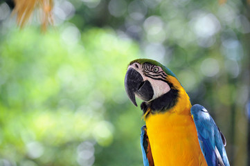 ルリコンゴウインコ
