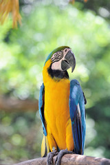 ルリコンゴウインコ