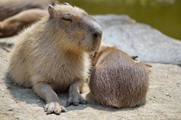 カピバラ