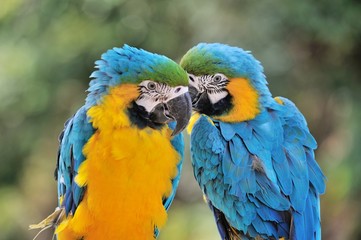 ルリコンゴウインコ