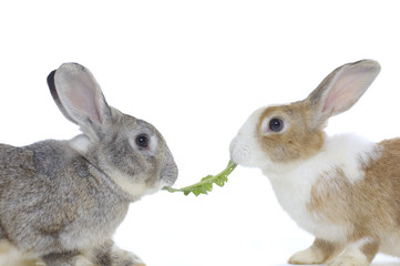 Two rabbits share the food , studio shot