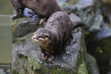 コツメカワウソ